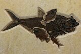 Green River Fossil Fish Mural w/ Diplomystus & Cockerellites #342450-2